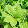 Rodgersia (Rodgersia)