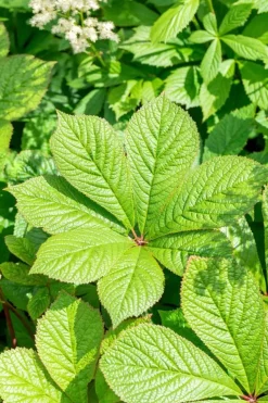Rodgersia (Rodgersia)