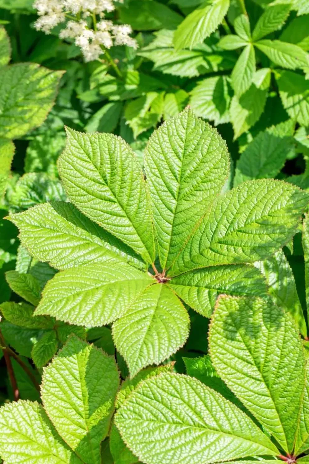 Rodgersia (Rodgersia)