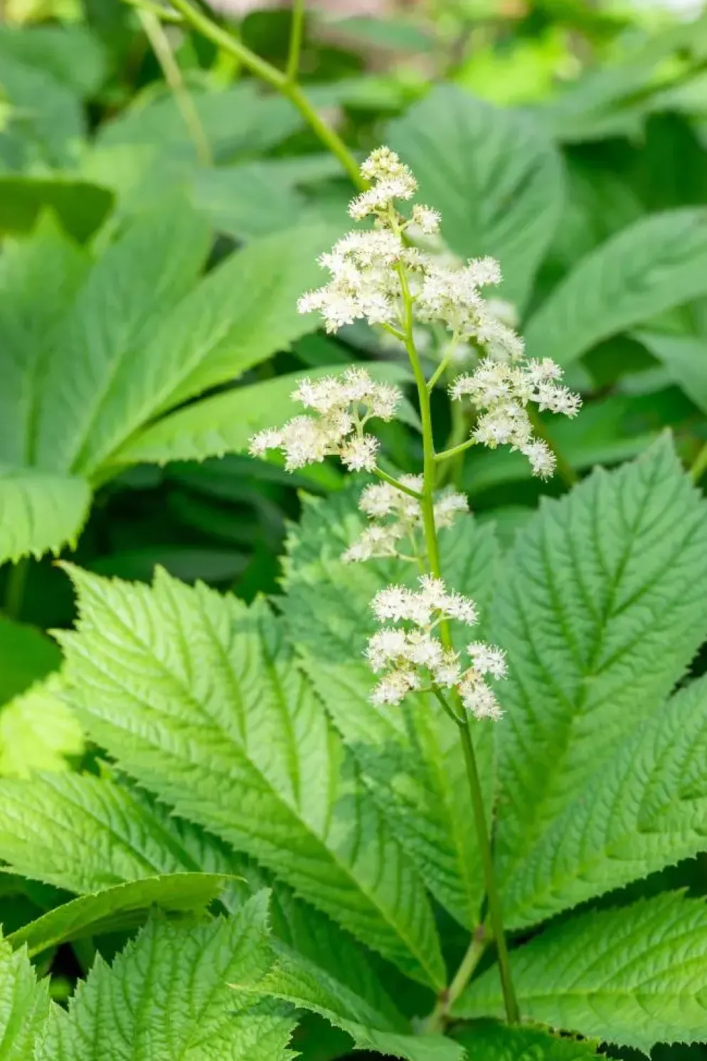 Rodgersia (Rodgersia)