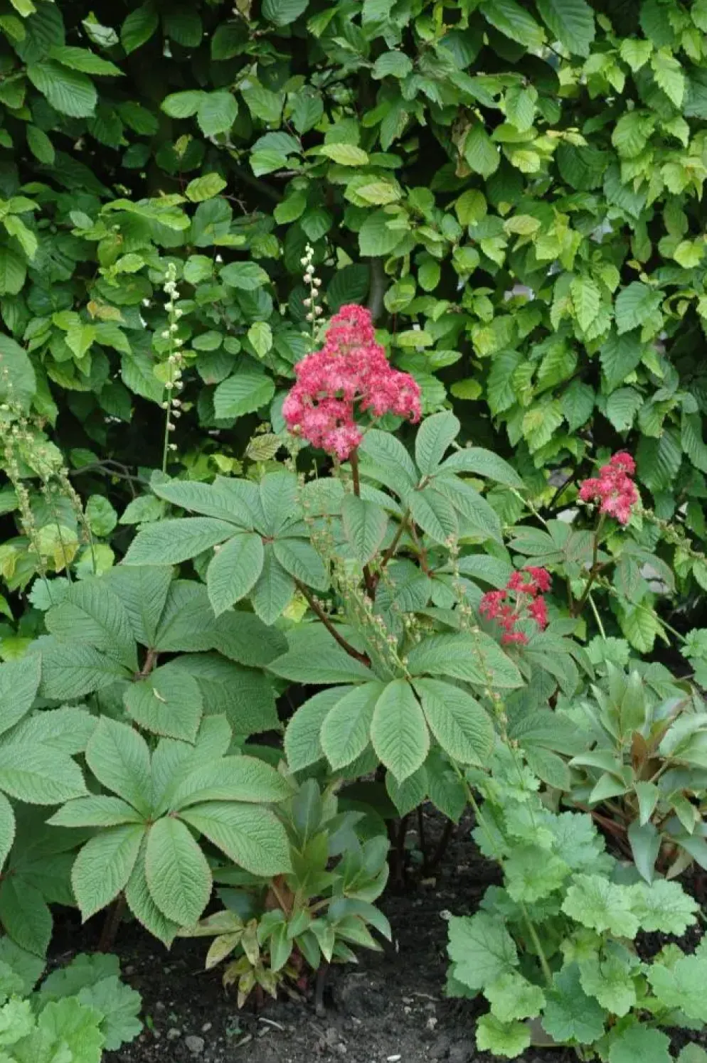 Rodgersia (Rodgersia)