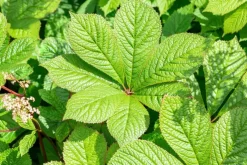 Rodgersia (Rodgersia)