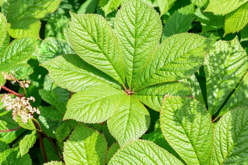 Rodgersia (Rodgersia)