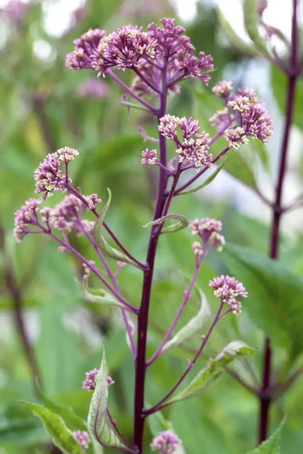 Rodgersia (Rodgersia)