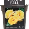 Rosa 'Arthur Bell' 35cm