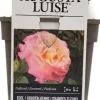 Rosa 'Augusta Luise' 35cm