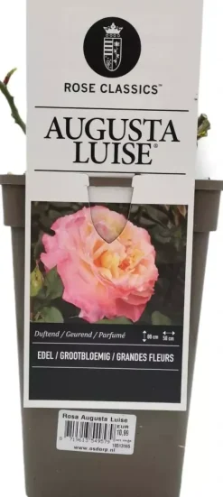 Rosa 'Augusta Luise' 35cm