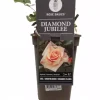 Rosa 'Diamond Jubillee' 35cm
