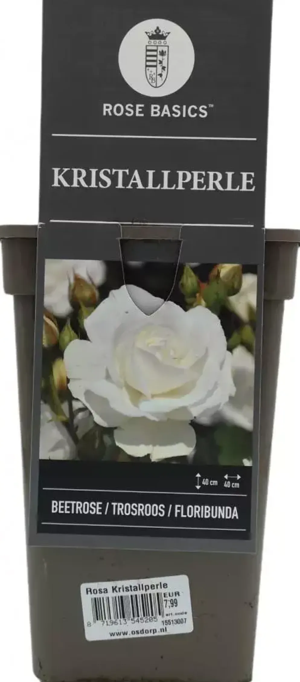 Rosa 'Kristallperle'® (Roos) 45cm