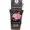 Rosa laminuette (klimroos) 35cm