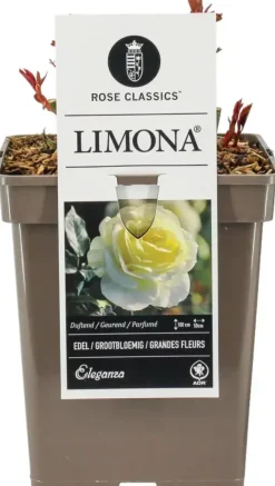 Rosa 'Limona' 35cm