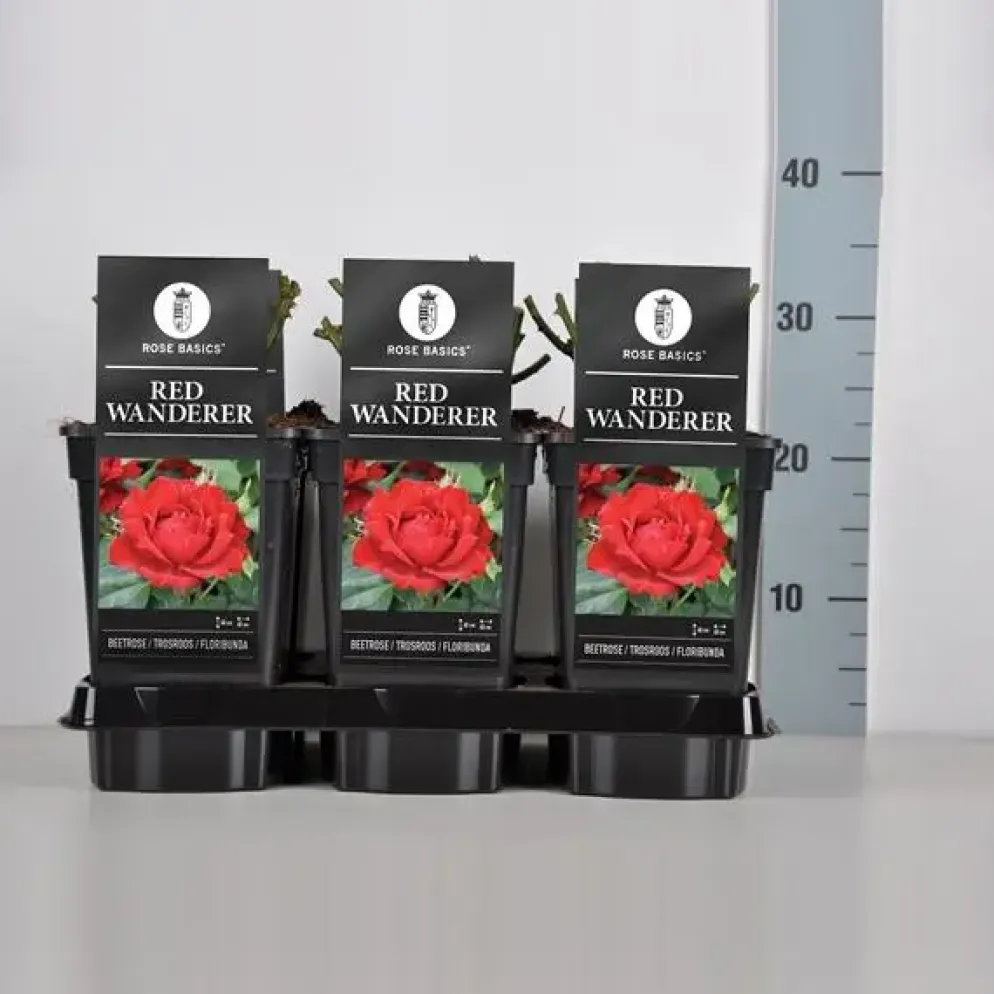 Rosa 'Red Wanderer' (Roos 'Red Wanderer')