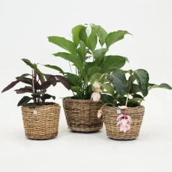 Rotan Drypot Abaca plantenmand 35x30cm