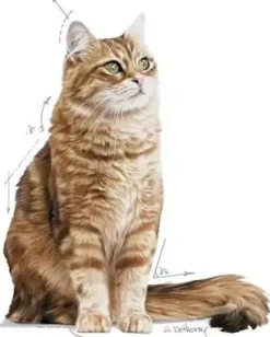 Royal Canin Digestive Care kattenvoer 2kg