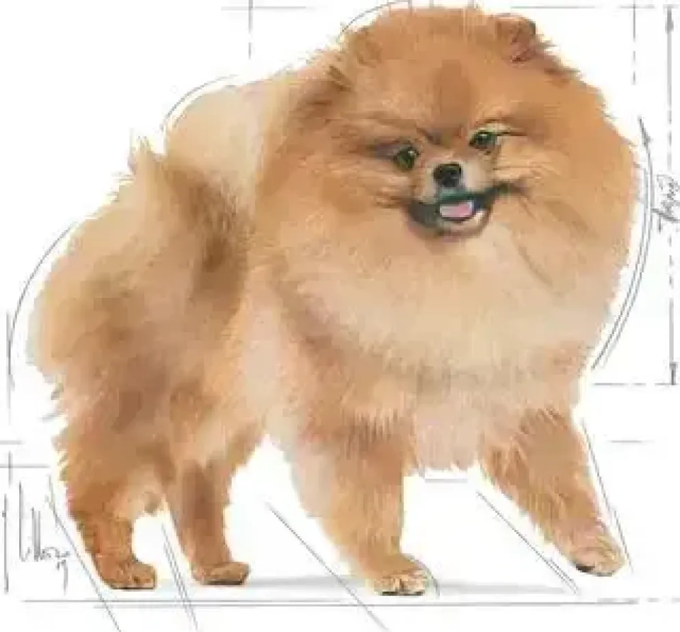 Royal Canin Pomeranian Adult 1,5kg