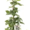 Rubus fr triple crown vp5 bio