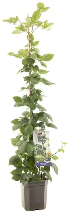 Rubus fr triple crown vp5 bio