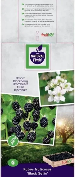 Rubus fruticosus 'Black Satin' (Braam) fruitplant 65cm