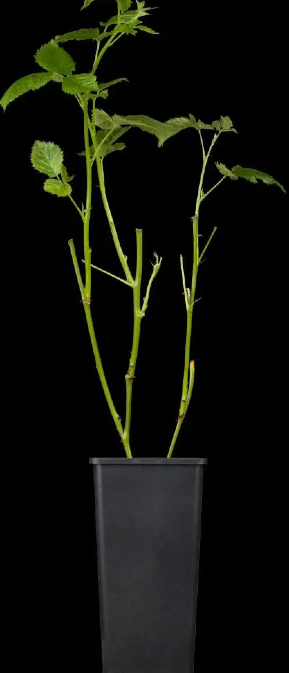 Rubus fruticosus 'Black Satin' (Braam) fruitplant 65cm