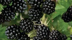 Rubus fruticosus 'Thornless Evergreen' (Braam) fruitplant 60cm
