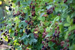 Rubus fruticosus 'Thornless Evergreen' (Braam) fruitplant 60cm