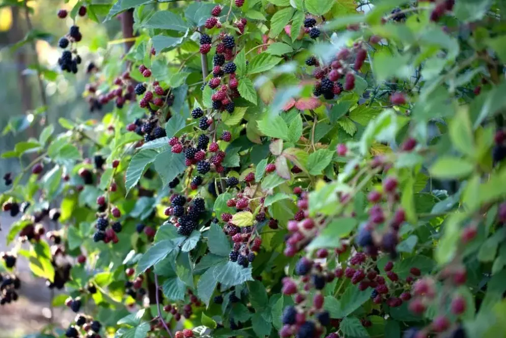 Rubus fruticosus 'Thornless Evergreen' (Braam) fruitplant 60cm