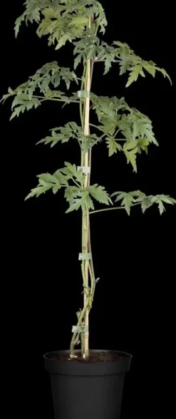 Rubus fruticosus 'Thornless Evergreen' (Braam) fruitplant 60cm
