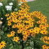 Rudbeckia fulgida 'American Gold Rush' (Zonnehoed)