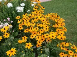 Rudbeckia fulgida 'American Gold Rush' (Zonnehoed)