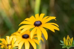 Rudbeckia fulgida 'American Gold Rush' (Zonnehoed)