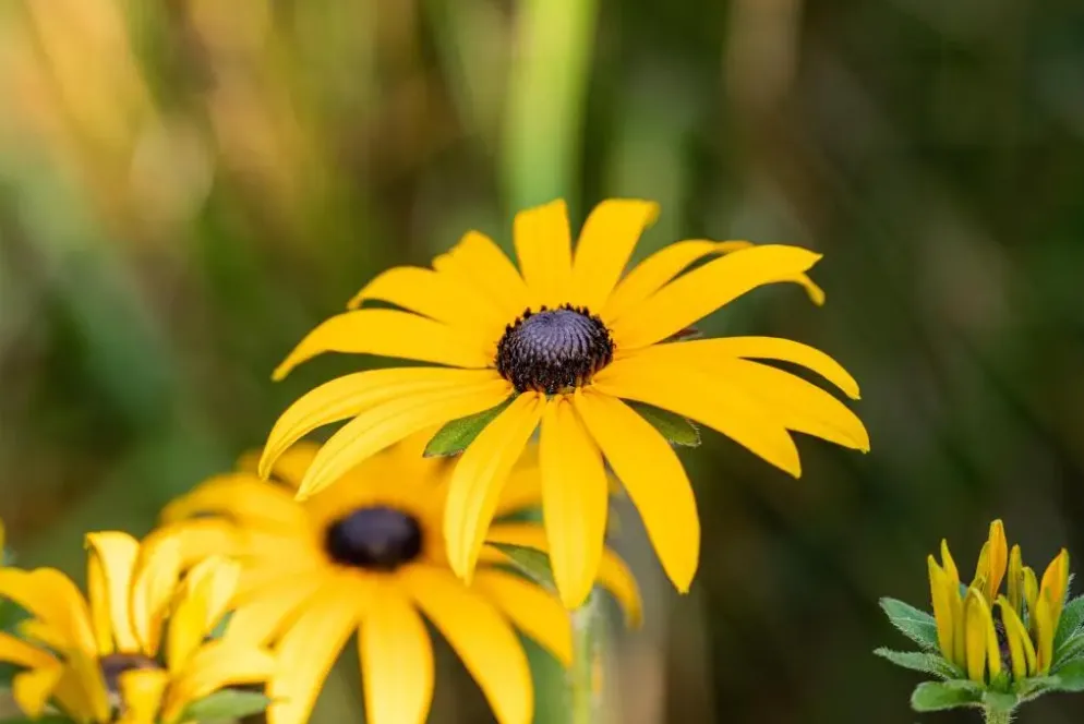 Rudbeckia fulgida 'American Gold Rush' (Zonnehoed)
