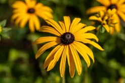 Rudbeckia fulgida 'American Gold Rush' (Zonnehoed)