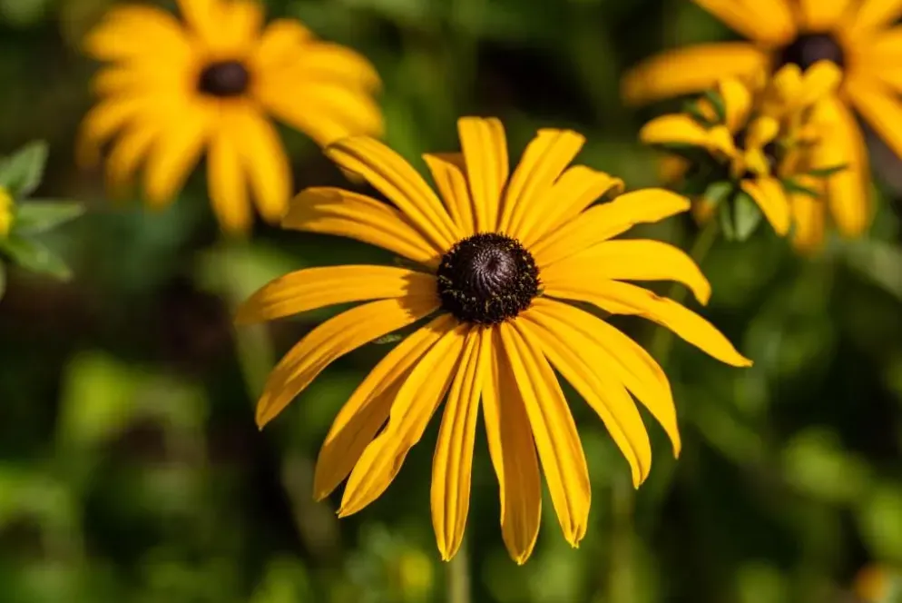 Rudbeckia fulgida 'American Gold Rush' (Zonnehoed)