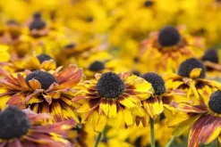Rudbeckia fulgida 'American Gold Rush' (Zonnehoed)