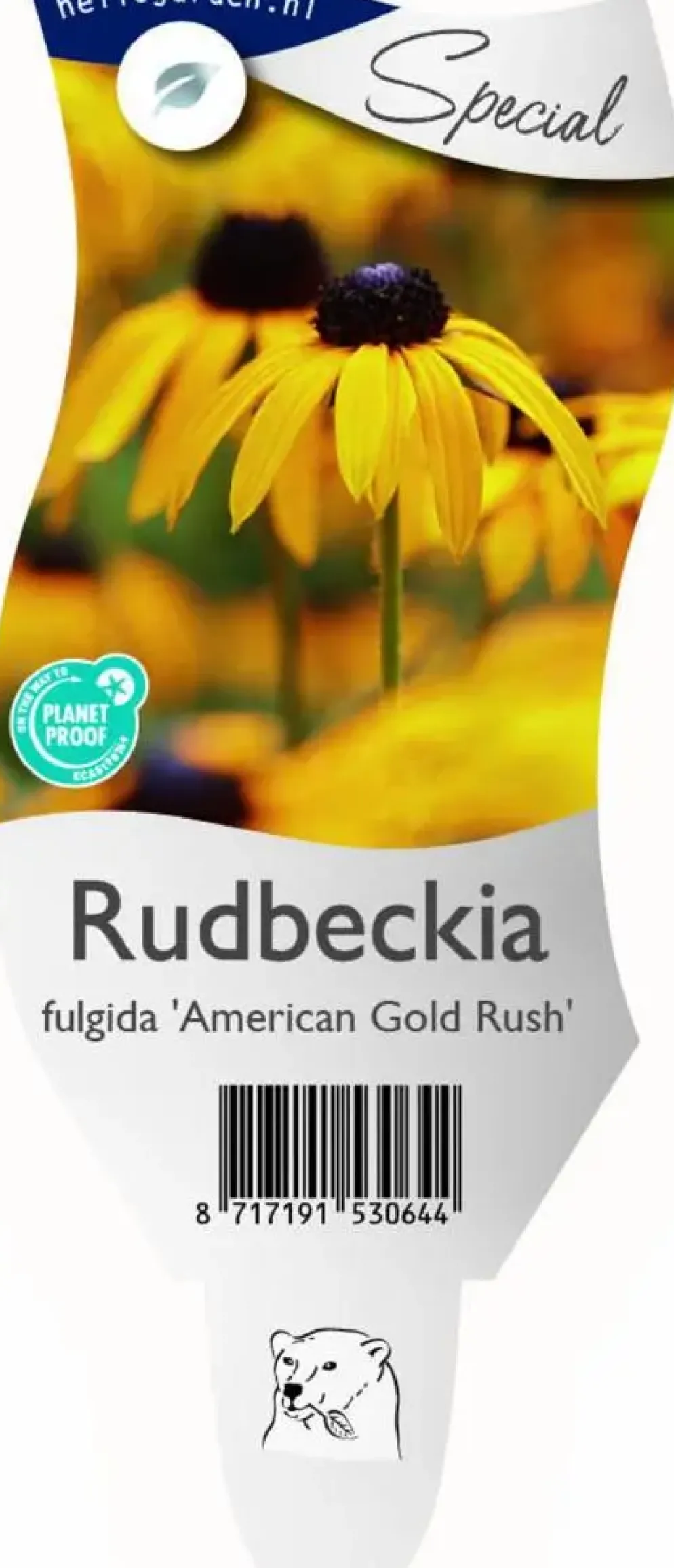 Rudbeckia fulgida 'American Gold Rush' (Zonnehoed)