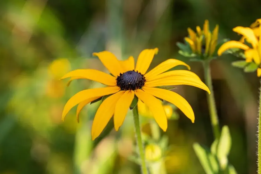 Rudbeckia fulgida 'American Gold Rush' (Zonnehoed)