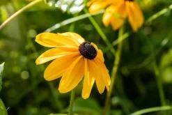 Rudbeckia fulgida 'American Gold Rush' (Zonnehoed)
