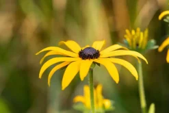 Rudbeckia fulgida 'American Gold Rush' (Zonnehoed)