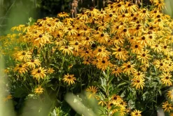 Rudbeckia fulgida 'American Gold Rush' (Zonnehoed)