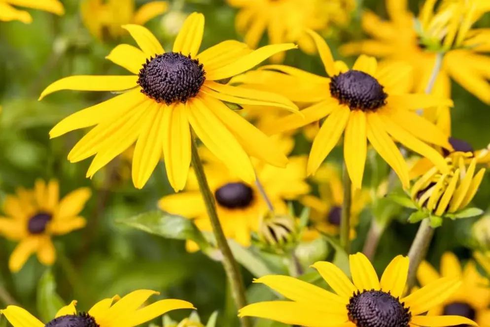 Rudbeckia fulgida 'American Gold Rush' (Zonnehoed)
