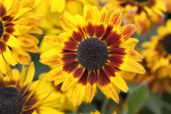 Rudbeckia fulgida 'American Gold Rush' (Zonnehoed)