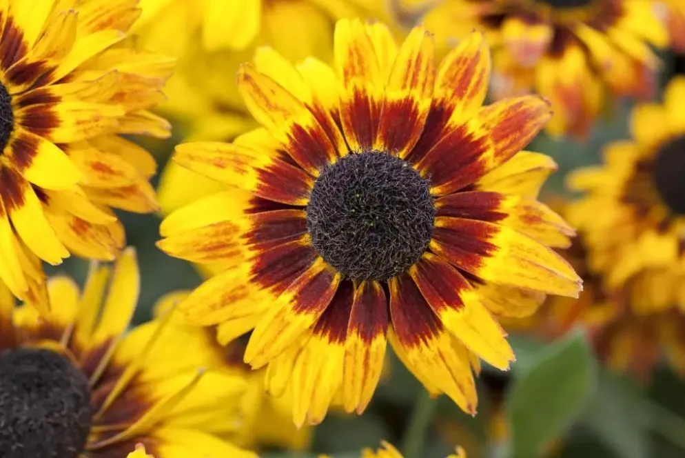 Rudbeckia fulgida 'American Gold Rush' (Zonnehoed)
