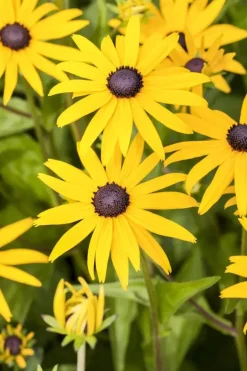 Rudbeckia fulgida 'American Gold Rush' (Zonnehoed)