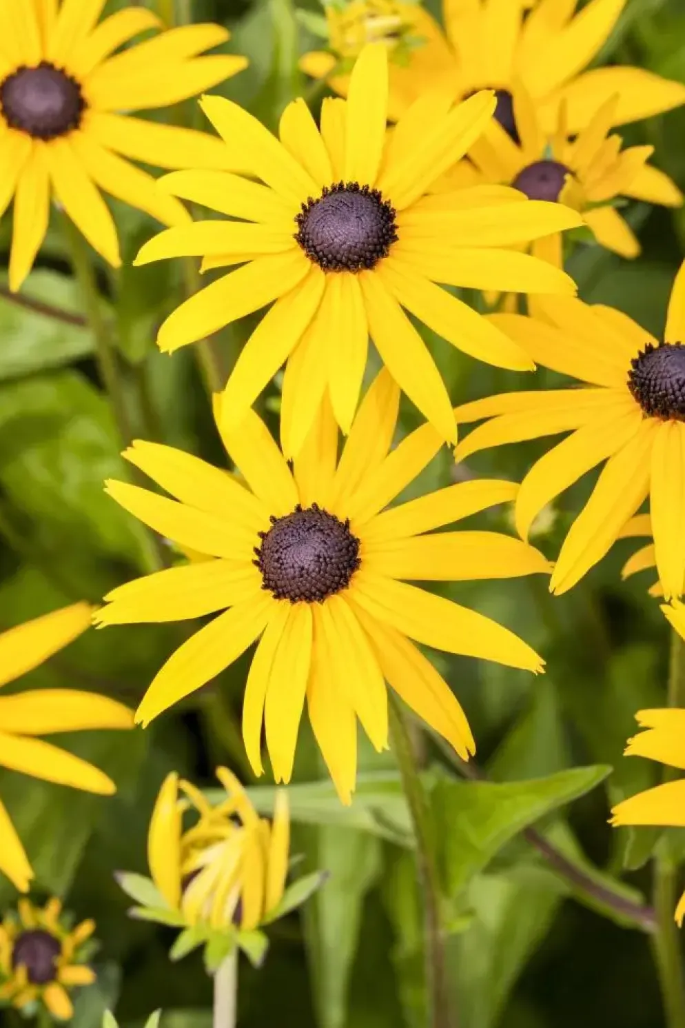 Rudbeckia fulgida 'American Gold Rush' (Zonnehoed)