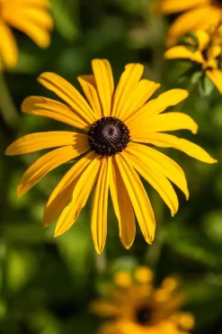 Rudbeckia fulgida 'American Gold Rush' (Zonnehoed)