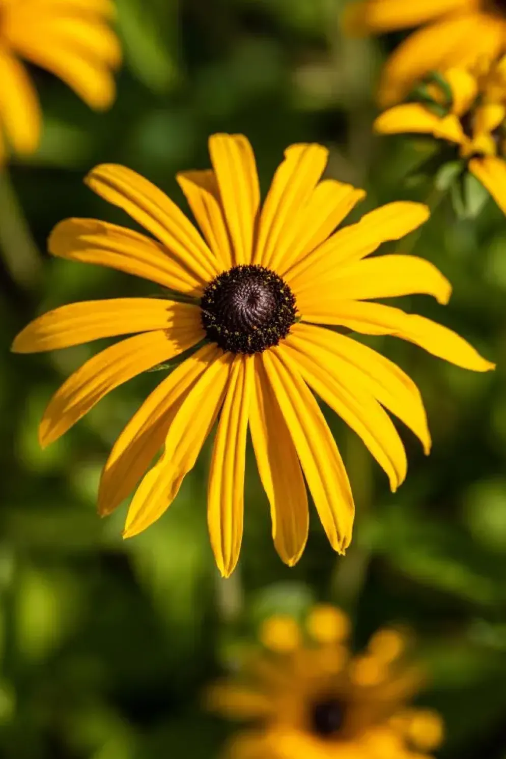 Rudbeckia fulgida 'American Gold Rush' (Zonnehoed)