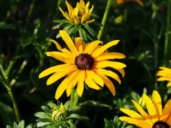 Rudbeckia fulgida 'Goldsturm' (Zonnehoed)