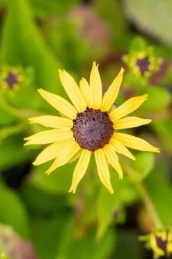 Rudbeckia fulgida 'Goldsturm' (Zonnehoed)
