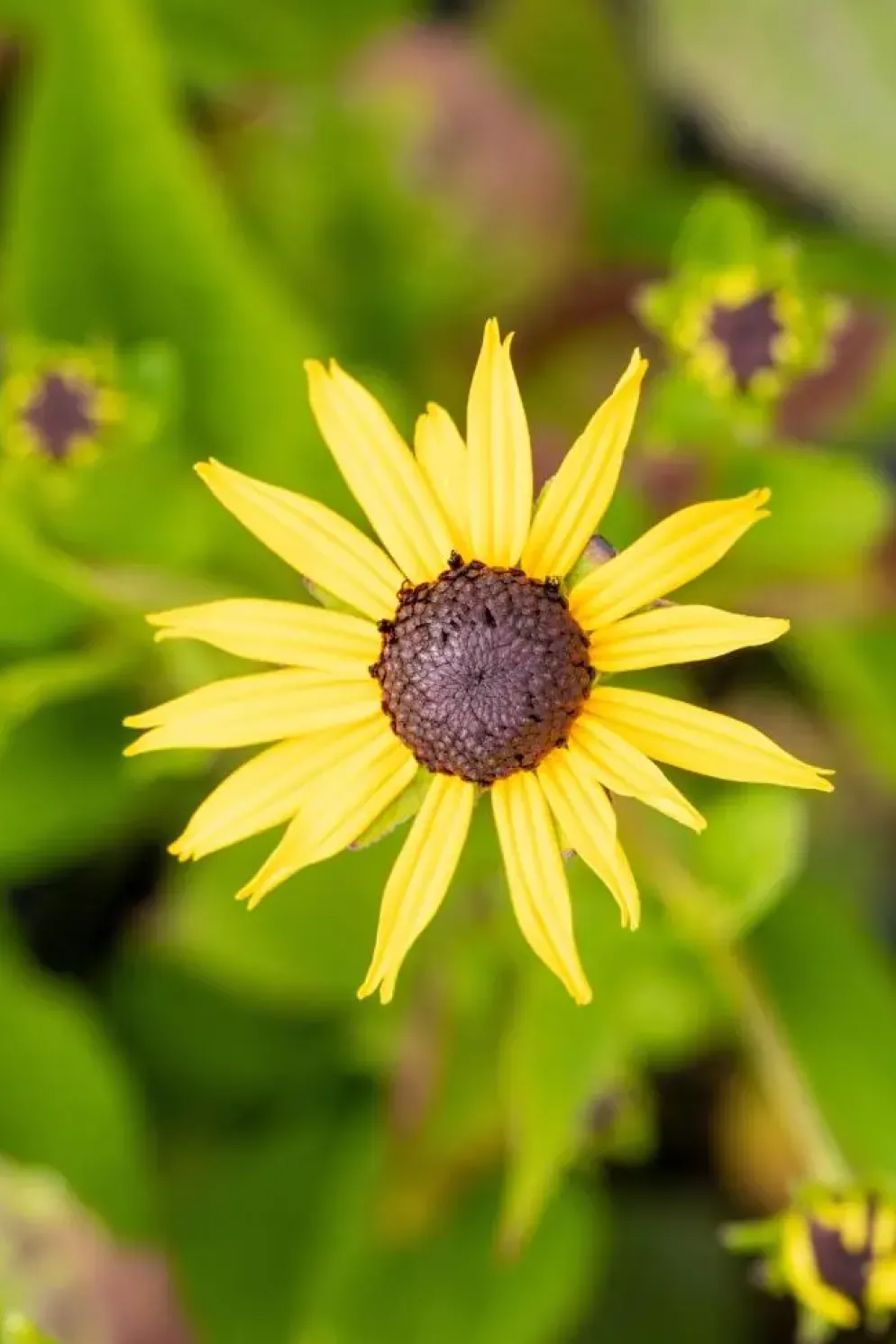 Rudbeckia fulgida 'Goldsturm' (Zonnehoed)