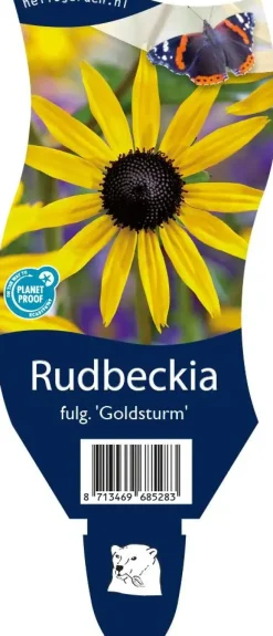 Rudbeckia fulgida 'Goldsturm' (Zonnehoed)